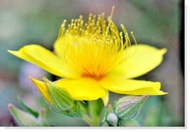 501 Lindley&#39;s Blazing Star Seeds Desert Wildflower Drought Heat Annual Native - £9.57 GBP