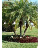 Pygmy Date Palm Tree Seeds - £6.28 GBP