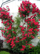 5 Pcs Red Climbing Rose Seeds #MNSF - $16.00