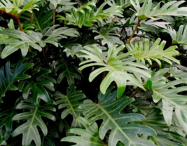 1 Pcs Starter Plant Small Size Philodendron Xanadu Plant | RK - £26.76 GBP