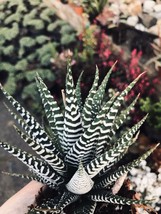4&quot; pot Haworthia fasciata Zebra Live Rooted white stripes Succulent Cactus - £31.25 GBP