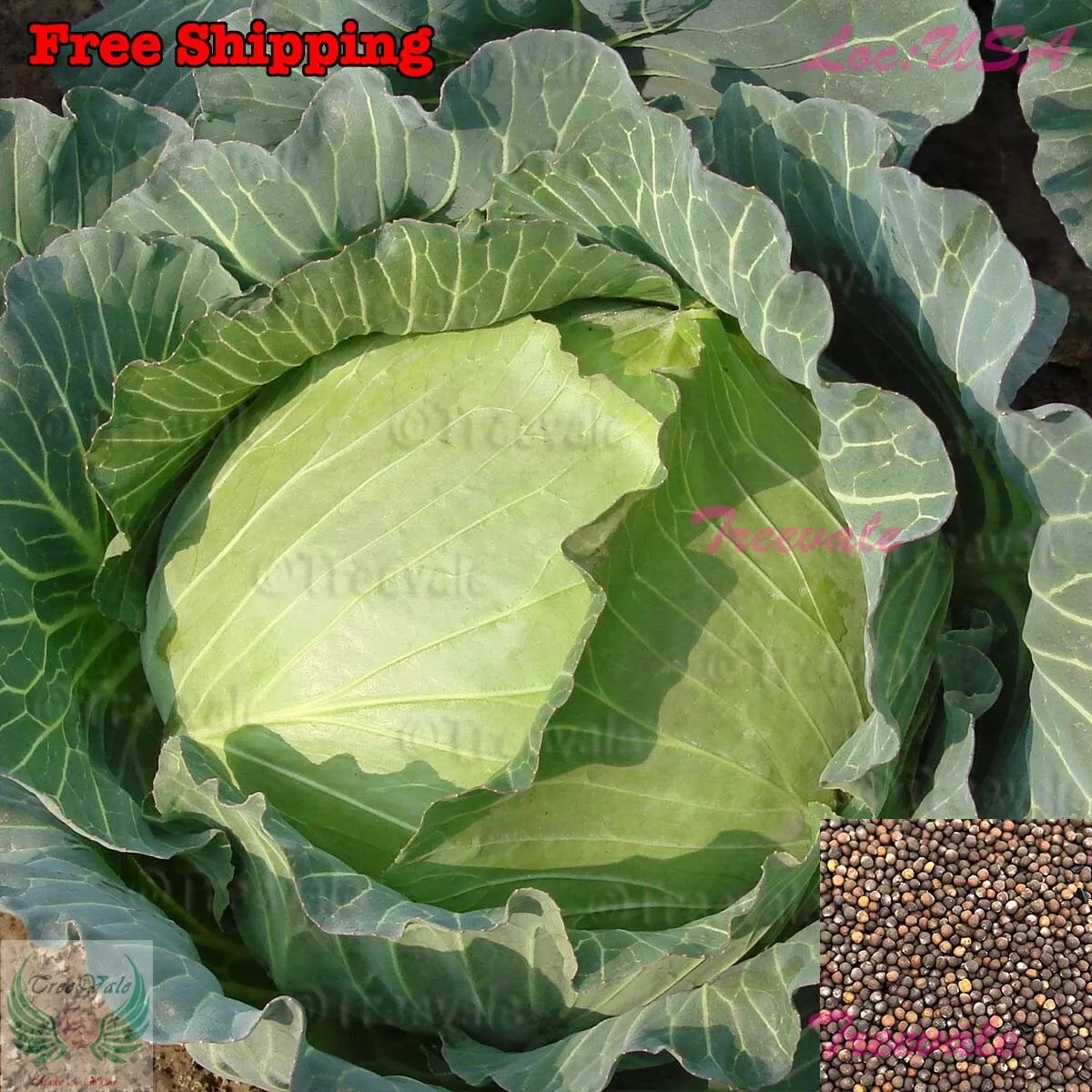 Cabbage Seeds - Hybrid | Wakamine Green, Wakamine Cabbage, Green Cabbage... - $131.04 MXN