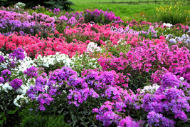 VP Tall Garden Phlox Paniculata Mixed Colors &#39;New Hybrids Mix&#39; Flower 10 Seeds - £5.11 GBP