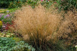 200 Tufted Hairgrass Tussock Grass Deschampsia Cespitosa Moist Native Se... - $285.31 MXN