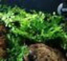 Aquarium Tropical Plant Bolbitis Heteroclita Difformis Driftwood Freshwater Live - £32.87 GBP