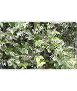 Variegated Confederate Jasmine Trachelospermum Jasminoides Rooted Starte... - $1,407.78 MXN