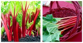 Victoria Red Rhubarb Plant - Perennial - Easy to grow - #1 Bareroot - $51.99