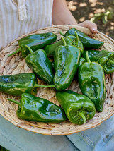 25 Ancho Poblano Pepper Seeds Fresh Fast Shipping - $3.36