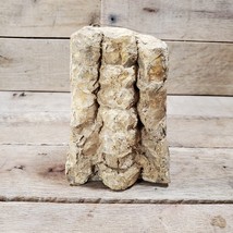 Orthocone Cephalopod Fossil 5.5&quot; - £38.94 GBP