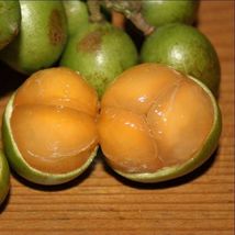 Live Grafted Spanish Lime (Melicoccus bijugatu) tropical fruit tree 3’-4... - £143.86 GBP