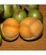 Live Grafted Spanish Lime (Melicoccus bijugatu) tropical fruit tree 3’-4... - £143.44 GBP