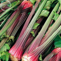 Celery Red Stalk Organic Vegetable Seeds 2000 Seeds Pack Tasty Garden USA SHIPPI - $15.98