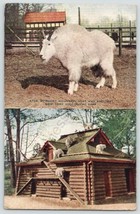 Rocky Mountain Goat New York Zoological Park Postcard Zoo Animals - £10.83 GBP