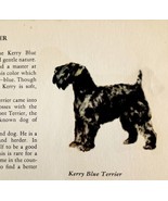 Kerry Blue Terrier 1939 Dog Breed Art Ole Larsen Color Plate Print PCBG17 - €26,04 EUR