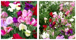 400 Seeds Mixed Tall Sweet Pea Seeds Home and Garden - £20.74 GBP