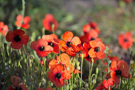 50 Scarlet Pricklyhead Poppy Papaver Argemone Roemeria Red Black Flower SeedsFro - $9.90