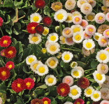 US Seller 1000 Seeds Daisy English Mixed Color Low Grow Groundcover Borders Rock - £7.99 GBP