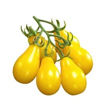 Yellow Pear Tomato 15 Seeds Heirloom Tomato Seed Beautifully Fresh Garden USA - £6.05 GBP