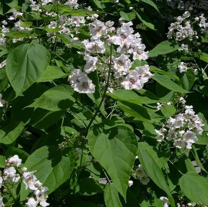 CATALPA BIGNONIOIDES - SOUTHERN CATALPA - PLANT- APPROX 3-4 INCH - DORMANT - $13.30
