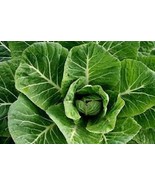 MX Premium Champion Collard Greens Huge Juicy Leaves Fresh Organic Seeds... - $188.62 MXN