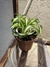 Bonnie Curly Spider Chlorophytum Comosum Live Plant 2in Pot with Soil - $185.15 MXN