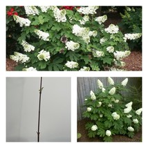 6-10&quot; Tall Live Plant 4&quot; Pot Oakleaf Hydrangea Shrub Hydrangea quercifolia - £55.74 GBP