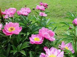  Clusters of Pink Chinese Herbaceous Peony Flower, 5 Seeds D - £7.99 GBP