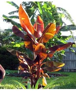 Live Plant - Musa - 'Siam Ruby' - Live Banana Plant - $29.00
