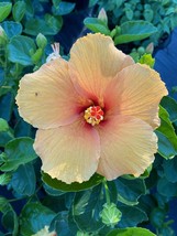 Joann Tropical Hibiscus Live Plant 5 inches tall starter size plant - $29.58
