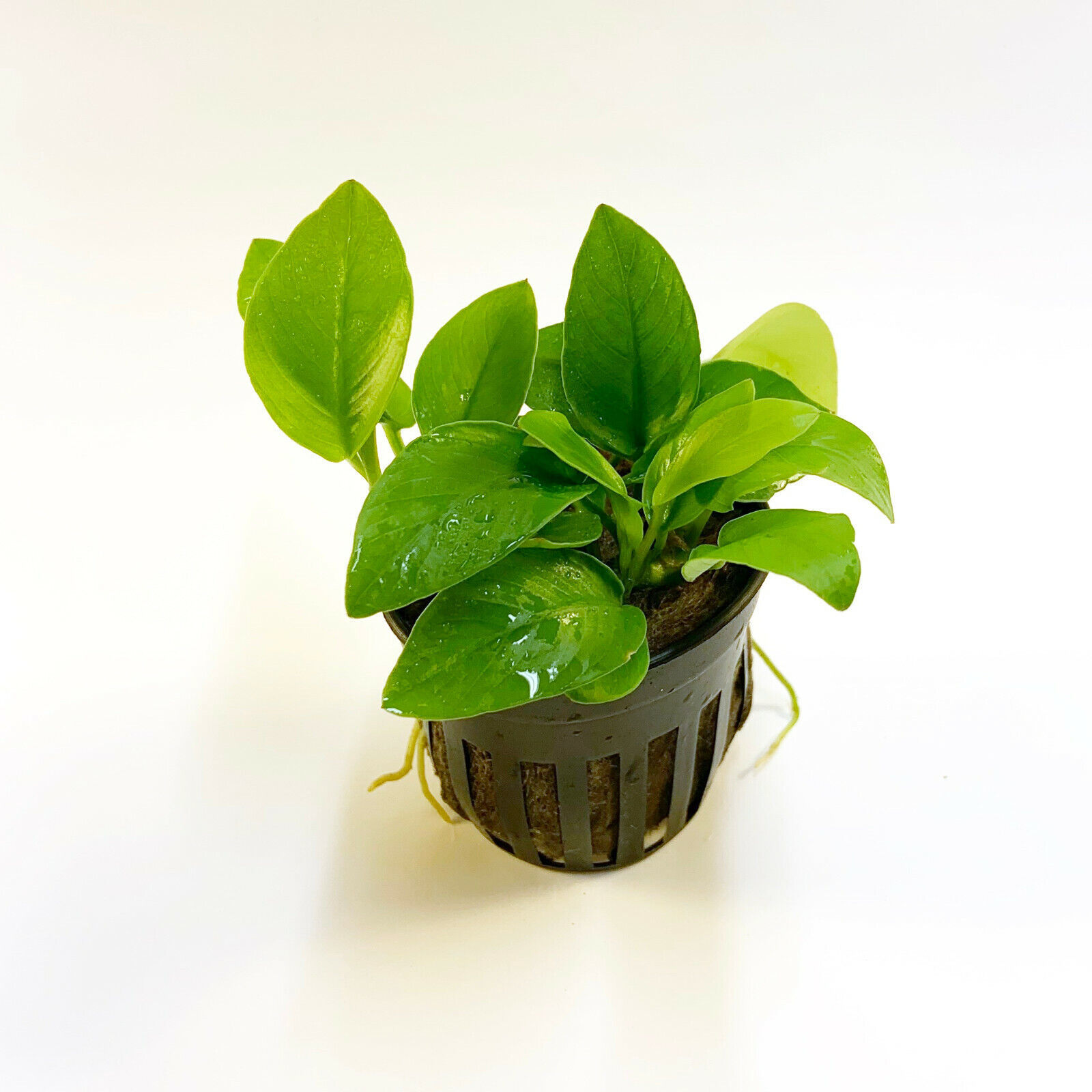 ANUBIAS NANA GOLDEN  1 POT -Freshwater Aquatic Live Plants SUPER PRICE!!!!! - $9.89