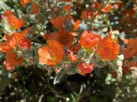 OKB 50 Desert Mallow (Apricot Mallow) Seeds - Sphaeralcea Ambigua Drough... - $12.85