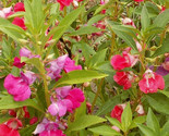 Balsam Seeds 100 Camilia Flowered Balsam Mix Large Double Blossoms Annua... - $8.99
