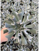 Topsy Turvy Succulent, Echeveria runyonii Mexican Hens and Chicks - £11.76 GBP