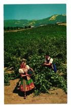 Vintage Postcard Vineyard  Italian Swiss Colony California Asti Grapes Winery - £7.57 GBP