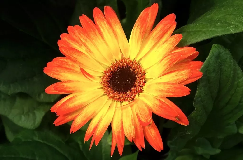 200 Sunburst Gerbera Daisy Seeds Fresh Seeds USA - £7.70 GBP