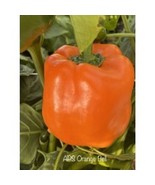 SYR 25 Seeds Aps Orange Bell Pepper Healthy ing Fast Growing - $13.43