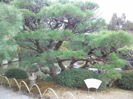 Japanese Black Pine Tree Seeds Pinus Thunbergii 15 Seeds - £6.44 GBP