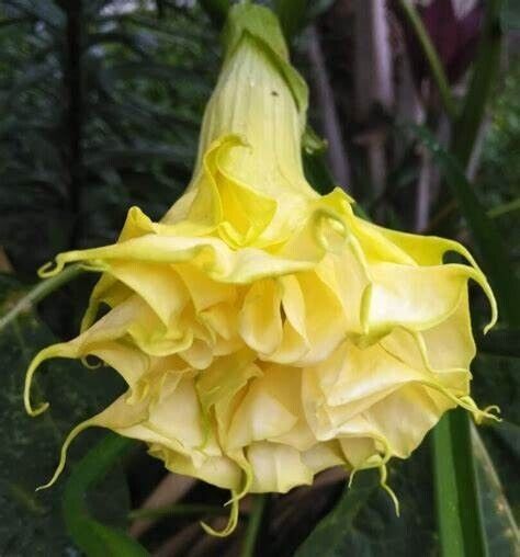 10 Triple Yellow Angel Trumpet Seeds Flowers Seed Flower Brugmansia Datu... - $9.78