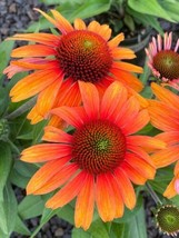 200+ Sunburst Coneflower Daisy Seeds - £6.95 GBP