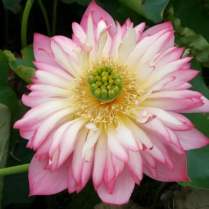 20 Sanhua Series Nelumbo Nucifera Lotus Flower Seeds for Garden - £10.82 GBP