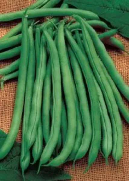 Top Seller 50 French Blue Lake Pole Bean Phaseolus Vulgaris Vegetable Seeds - £11.46 GBP