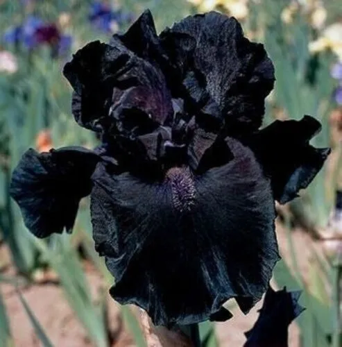 Iris Flower Deep Black 25 Seeds Garden Plants Fast Shipping - $8.99