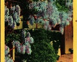 Wisteria Blossoms California CA Linen Postcard E2 - $2.92