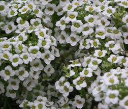 Alyssum Carpet Of Snow Lobularia Maritima 1000 Seeds Garden Beautiful US... - £14.32 GBP