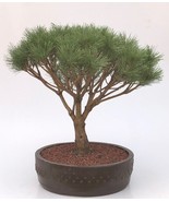 Japanese Red Pine Bonsai Tree  (pinus densi 'globosa')  - $850.00