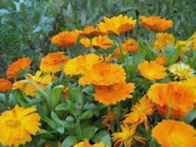 CALENDULA 100+ SEEDS ORGANIC NEWLY HARVESTED, BEAUTIFUL VIVID GOLDEN BLOOMS