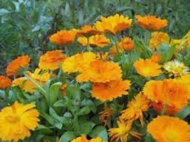 Calendula 100+ Seeds Organic Newly Harvested, Beautiful Vivid Golden Blooms - £1.99 GBP