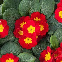 Fresh Seeds Primrose Seeds Scarlet Primula Acaulis Flower Seed 100 Seeds - $13.06