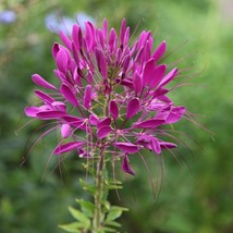 100 Electric Purple Spider Seeds Clome Spinosa Perennial Fresh Garden Fa... - $8.08