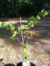 Black Supreme Muscadine Grape 4-6 Feet Vine Plants Plant Grapes Vineyards Wine - £73.45 GBP